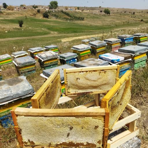 عکس عسل طبیعی میلاد