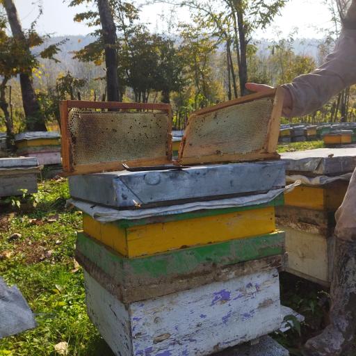 عکس عسل طبیعی میلاد