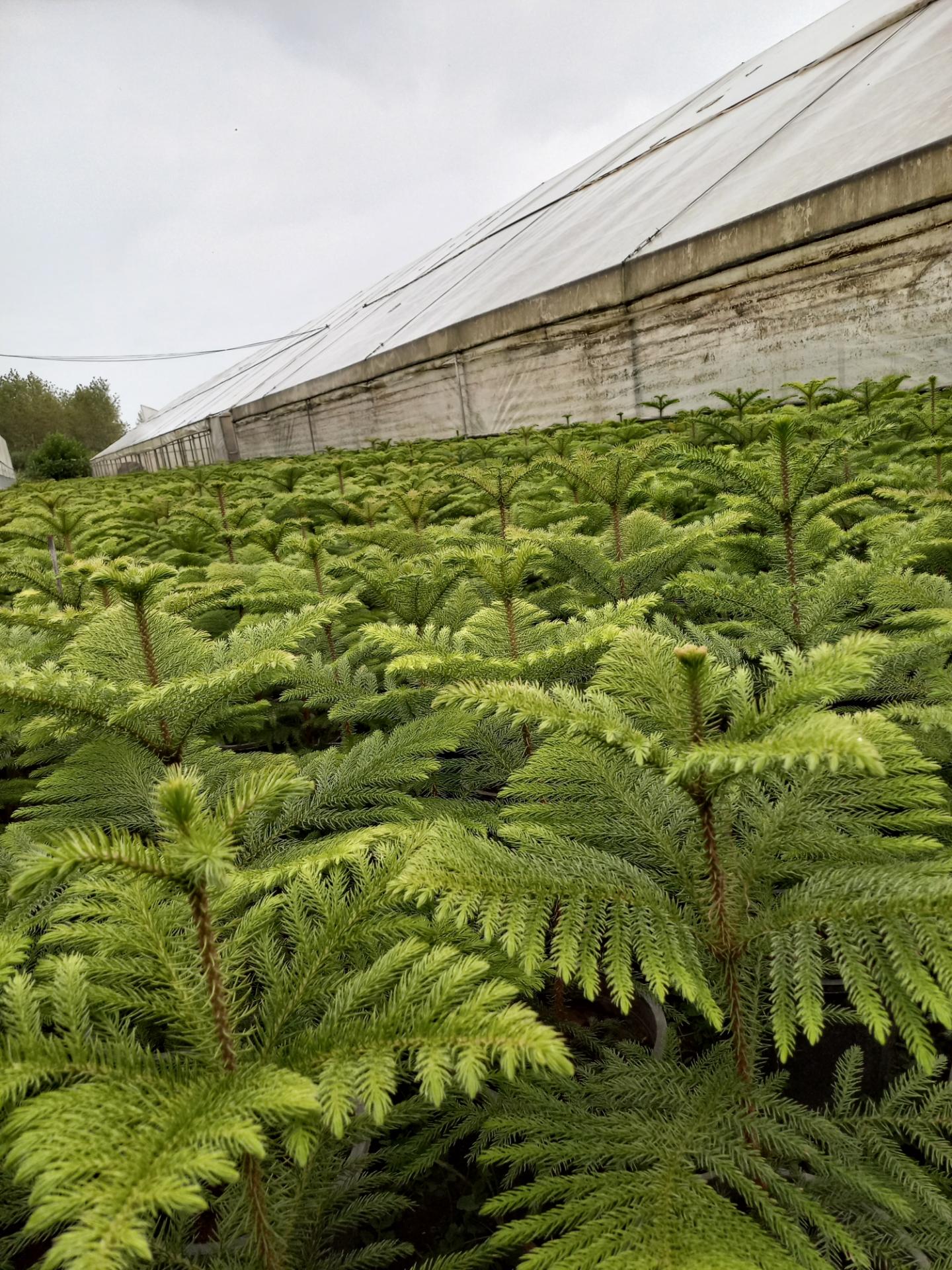 عکس گلخانه برجی کاج مطبق