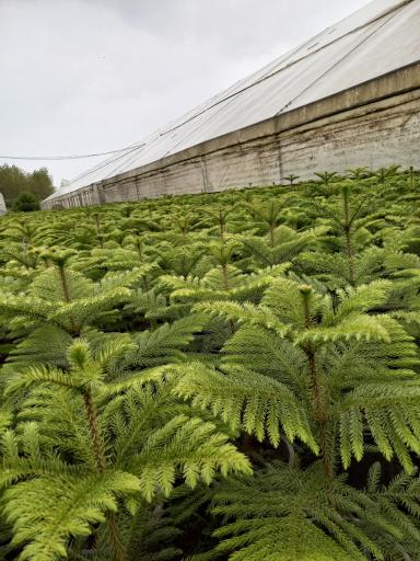 عکس گلخانه برجی کاج مطبق