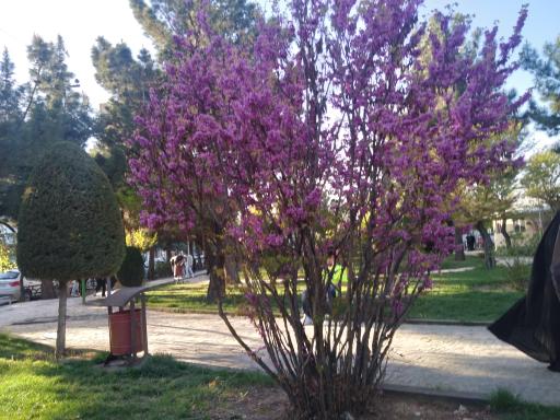 عکس پارک ساحلی آتا