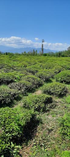 عکس واجارگاه