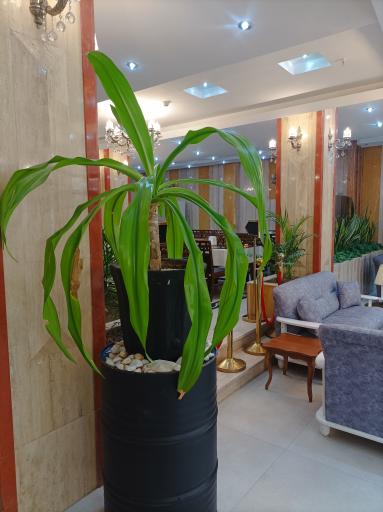 عکس هتل آپارتمان میزبان مشهد