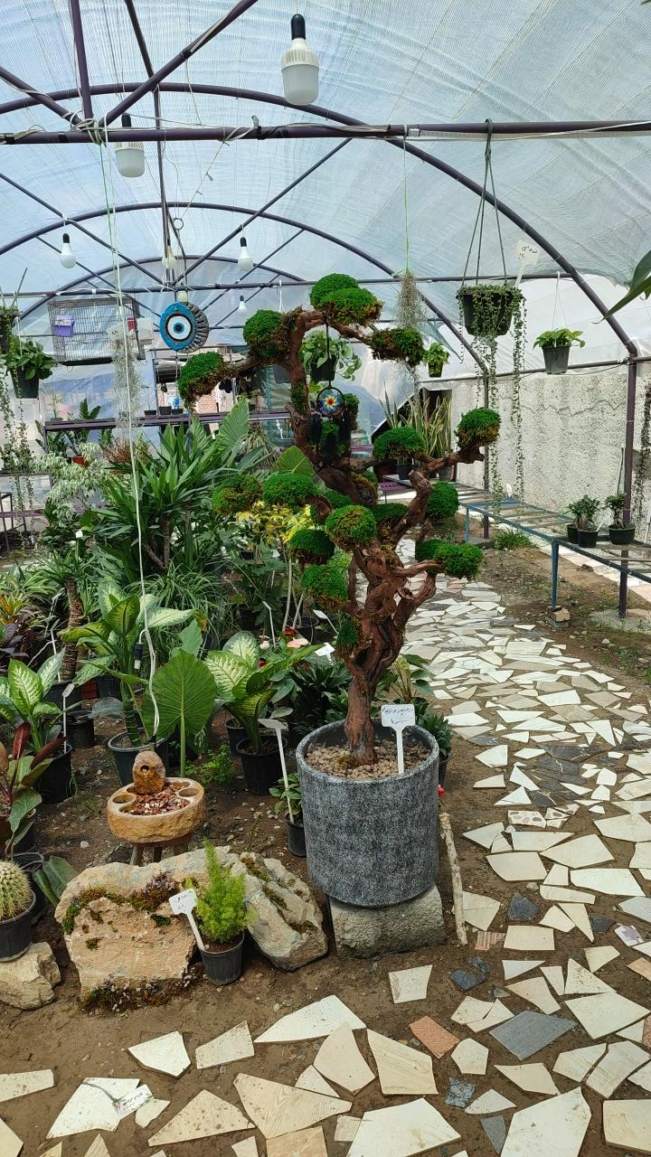 عکس گل و گیاه هزارتاج