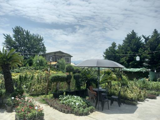 عکس گل و گیاه یاس