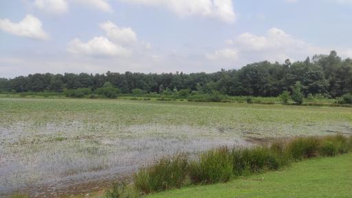 عکس تالاب فصلی فشتام