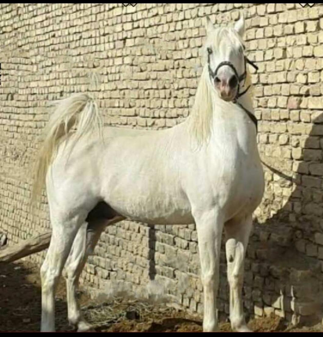 عکس مجموعه پرورش اسب کُرد زرین‌رهنان