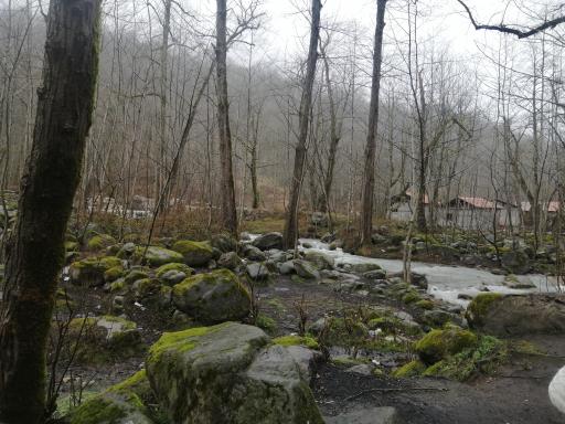 عکس جنگل‌های دوهزار