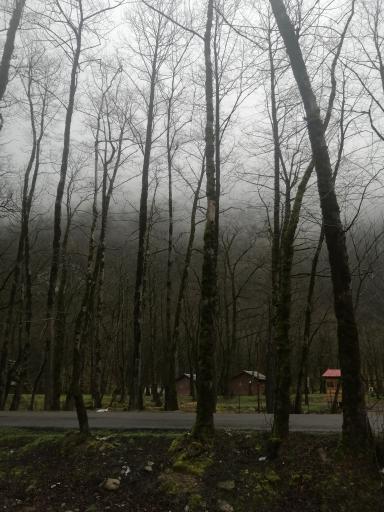 عکس جنگل‌های دوهزار