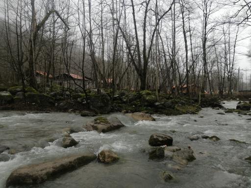 عکس جنگل‌های دوهزار