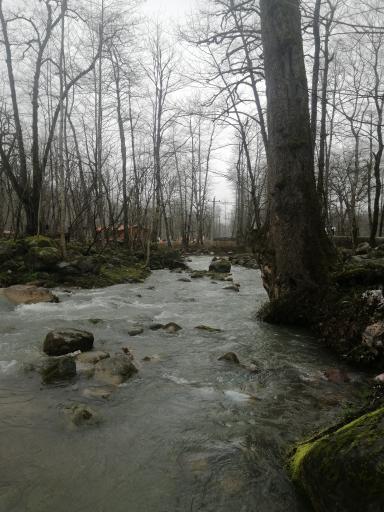 عکس جنگل‌های دوهزار