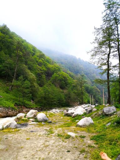 عکس جنگل‌های دوهزار