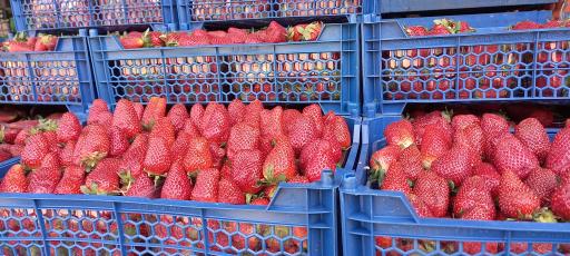 عکس میوه فروشی گل اندام