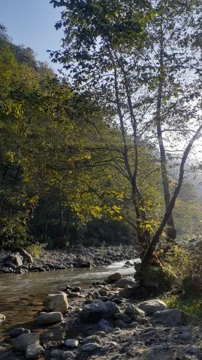 عکس جنگل‌های دوهزار