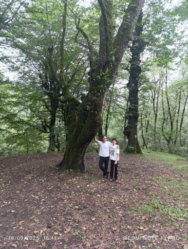 عکس جنگل‌های دوهزار