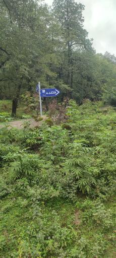 عکس جنگل‌های دوهزار