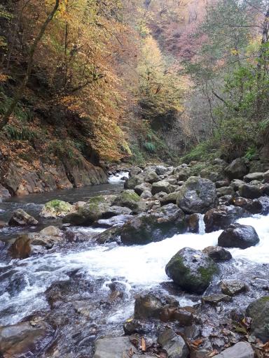 عکس جنگل‌های دوهزار