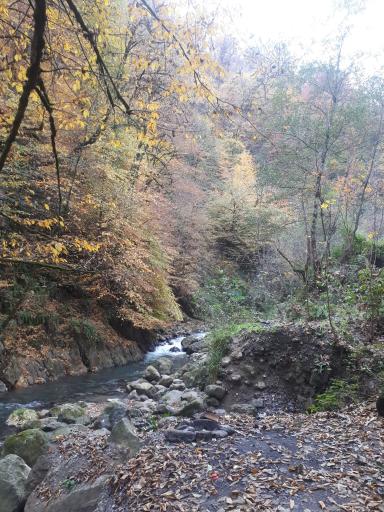 عکس جنگل‌های دوهزار