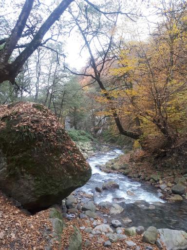 عکس جنگل‌های دوهزار