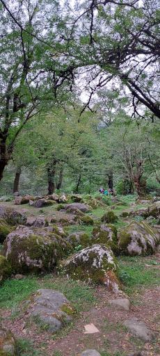 عکس جنگل‌های دوهزار