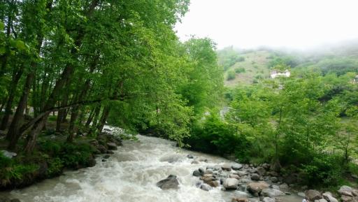 عکس جنگل‌های دوهزار