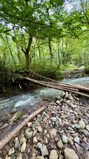 عکس جنگل‌های دوهزار