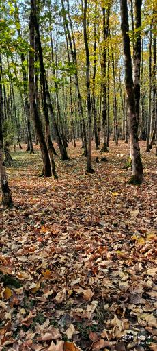 عکس جنگل‌های دوهزار