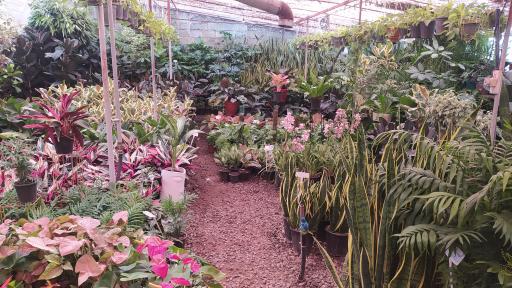 عکس مجتمع گل و گیاه نوشیروانی 