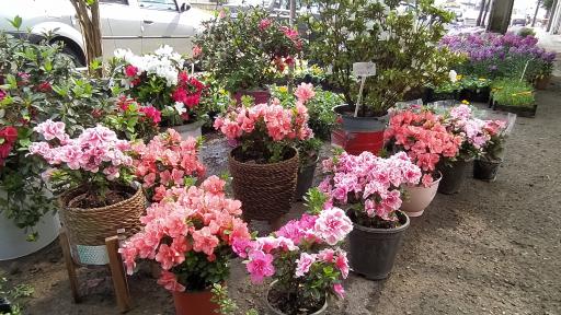 عکس مجتمع گل و گیاه نوشیروانی 