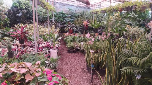 عکس مجتمع گل و گیاه نوشیروانی 