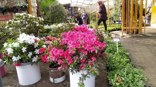 عکس مجتمع گل و گیاه نوشیروانی 