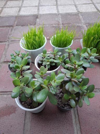 عکس محصولات غذایی و سبزیجات و ترشیجات محلی 