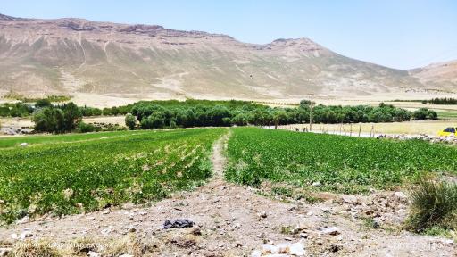 عکس تل موری زراسوند بختیاری 