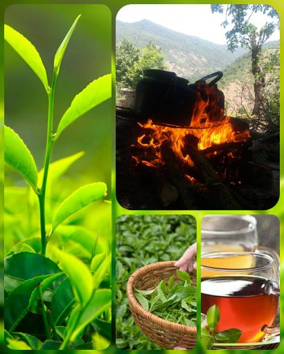 عکس فروشگاه چایلان