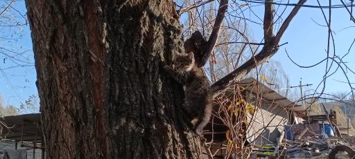 عکس پارک بولاغلار نیر