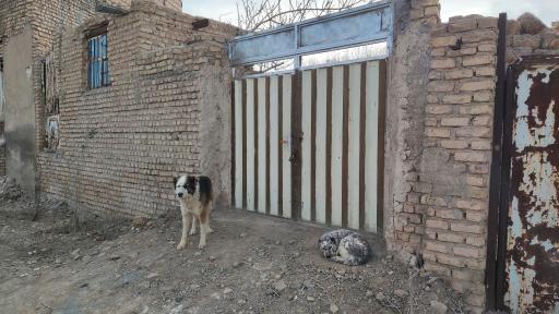 عکس دامداری برادران مهدوی کیا