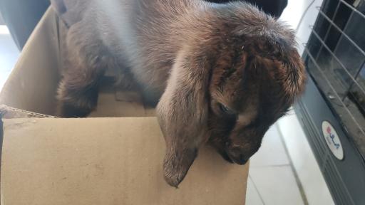 عکس دامداری برادران مهدوی کیا