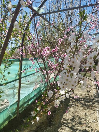 عکس باغ و گلخانه شهریار