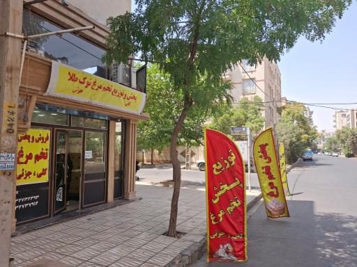 عکس پخش تخم مرغ نوک طلا