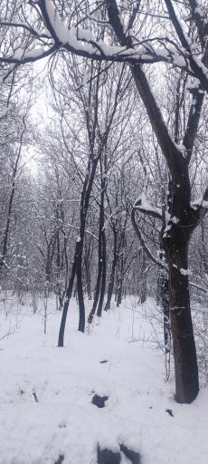 عکس خوانسار