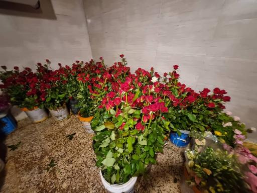 عکس گلخانه کلانتریان