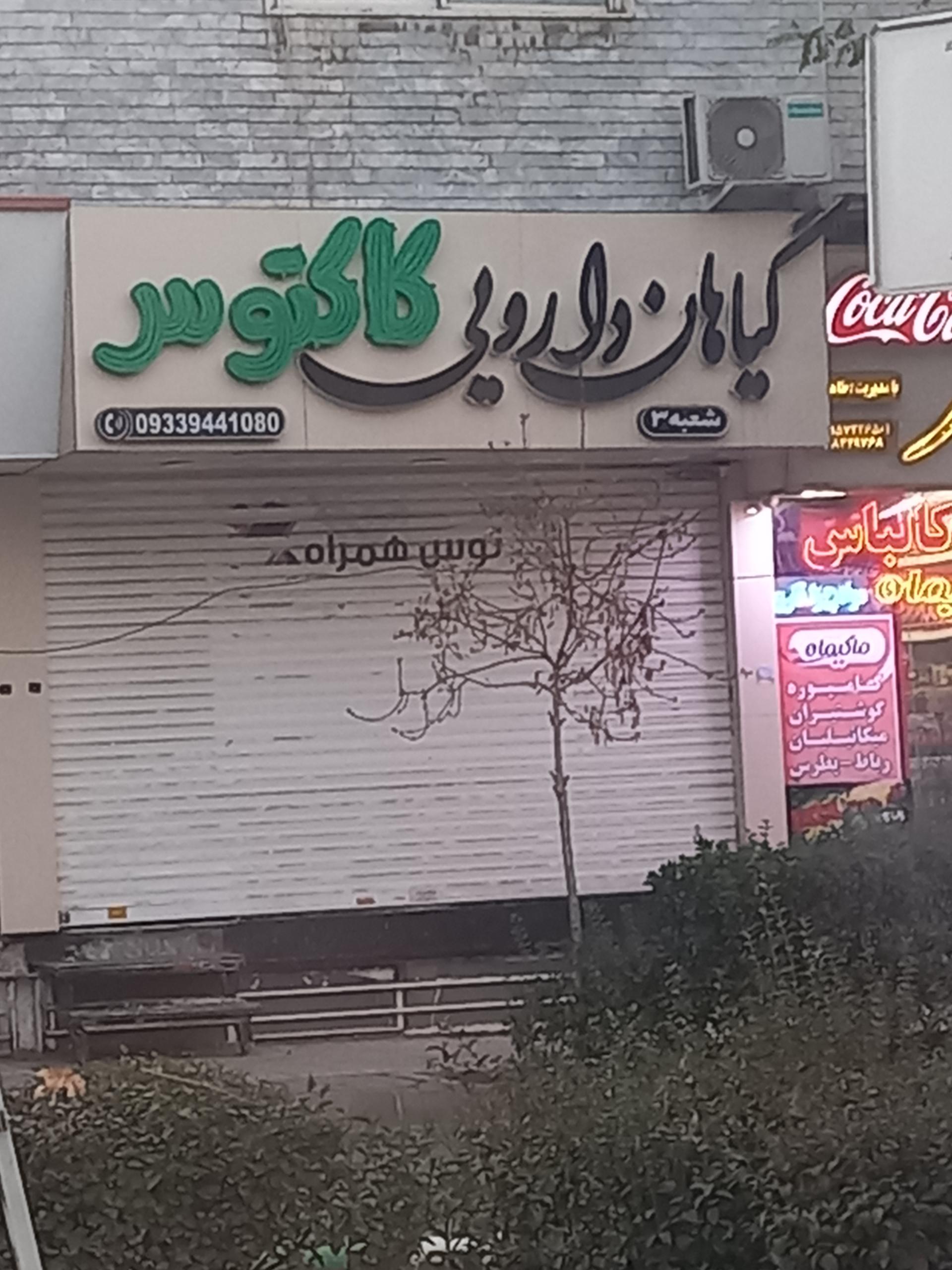 عکس گیاهان دارویی کاکتوس 