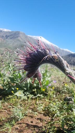 عکس پیست اسکی دیزین