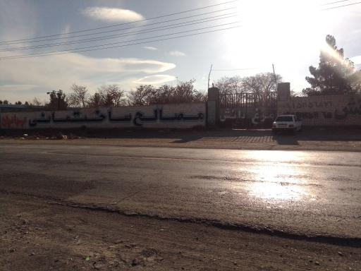 عکس مرغ دانش