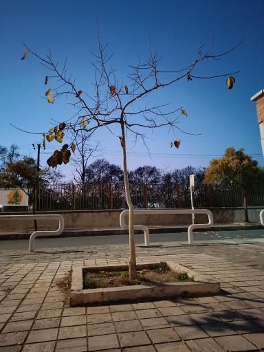 عکس دانشگاه فردوسی