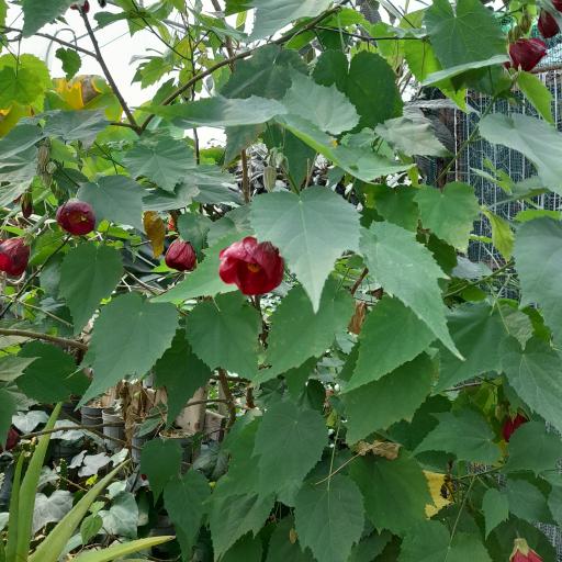 عکس مجتمع اقامتی گلستانکوه