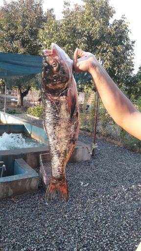 عکس ماهی سرای گوهر