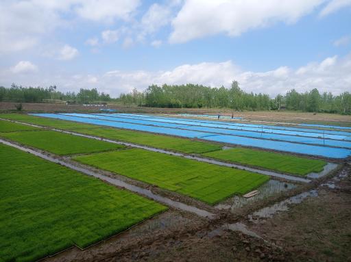 عکس بانک نشا پورحسن