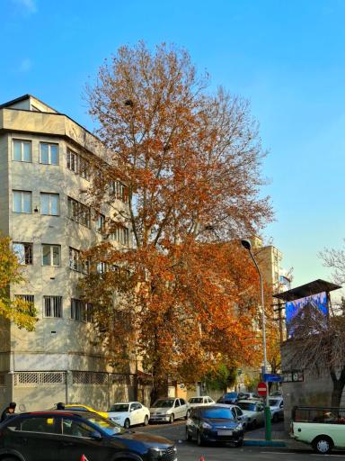 عکس چنار کهنسال لباف