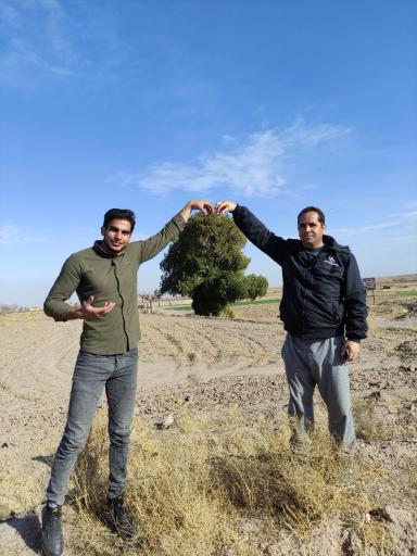 عکس درخت سرو نوش کهنسال زیبد 